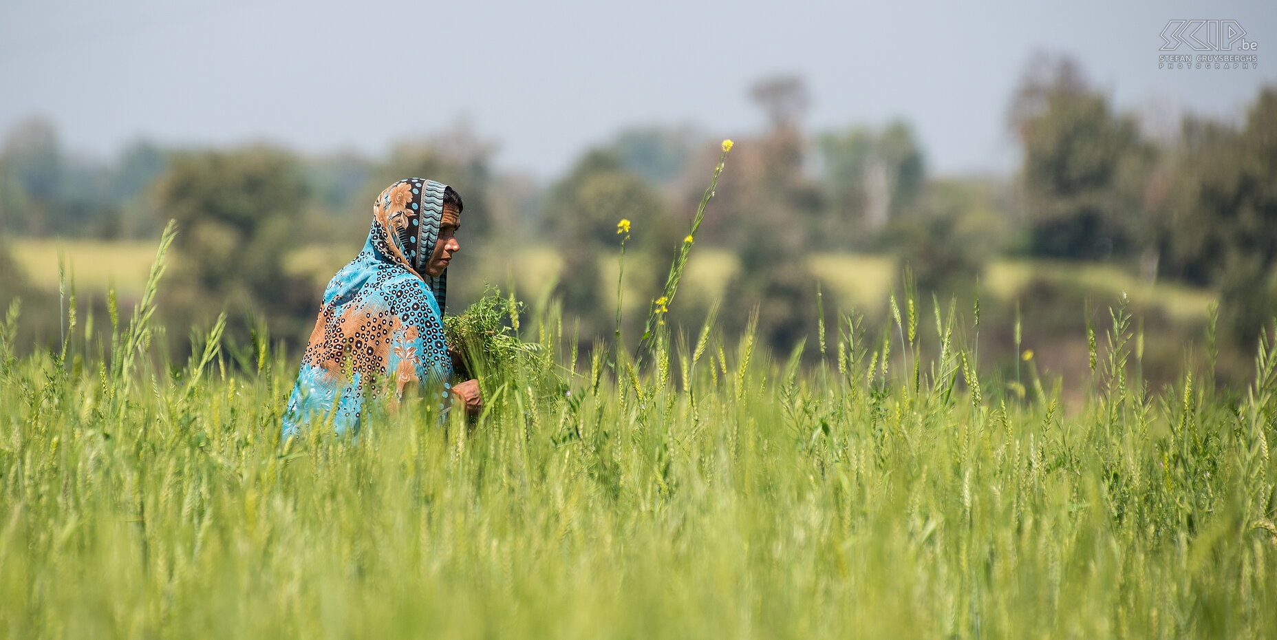 Panna - Vrouw in het veld  Stefan Cruysberghs